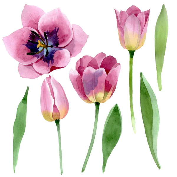 Rosa Tulpen mit botanischen Blüten. Aquarell Hintergrundillustration Set. Vereinzelte Tulpen Illustrationselement. — Stockfoto