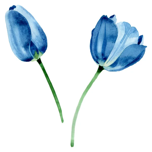 Fleurs botaniques florales de tulipe bleue. Ensemble d'illustration de fond aquarelle. Élément d'illustration de tulipes isolé . — Photo de stock