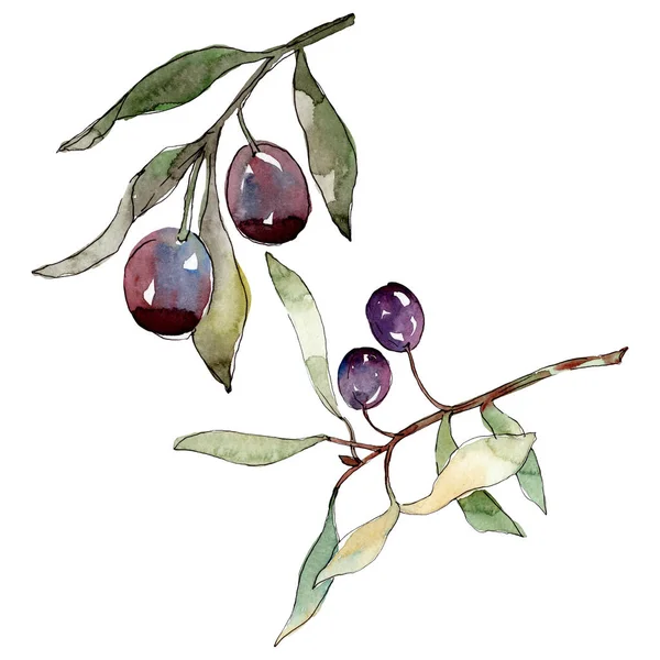 Olive branch with black and green fruit. Watercolor background illustration set. Isolated olives illustration element. — Stock Photo