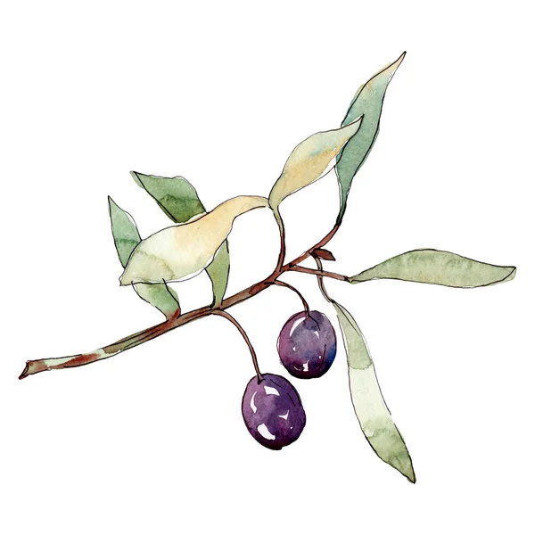 Rama de olivo con fruta negra y verde. Conjunto de ilustración de fondo acuarela. Elemento ilustrativo de aceitunas aisladas . - foto de stock