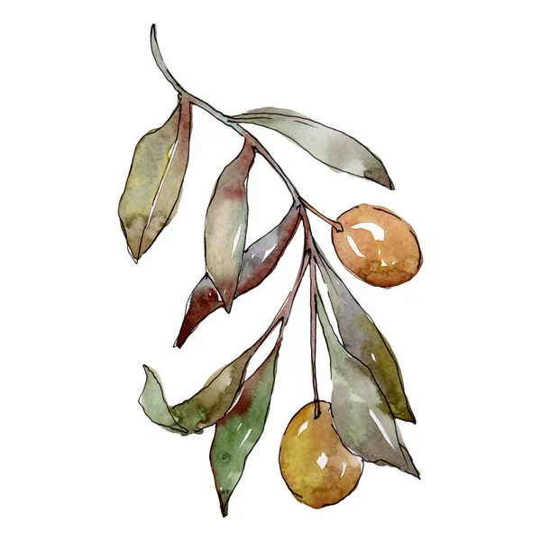 Rama de olivo con fruta negra y verde. Conjunto de ilustración de fondo acuarela. Elemento ilustrativo de aceitunas aisladas . - foto de stock