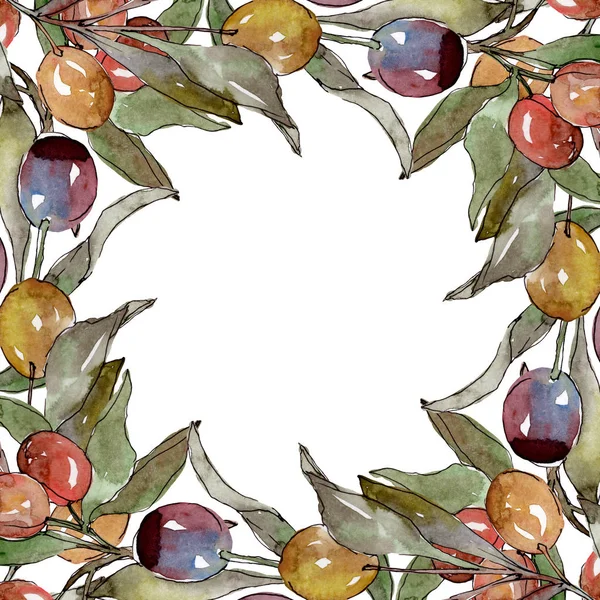 Olivenzweig mit schwarzen und grünen Früchten. Aquarell Hintergrundillustration Set. Rahmen Rand Ornament Quadrat. — Stockfoto