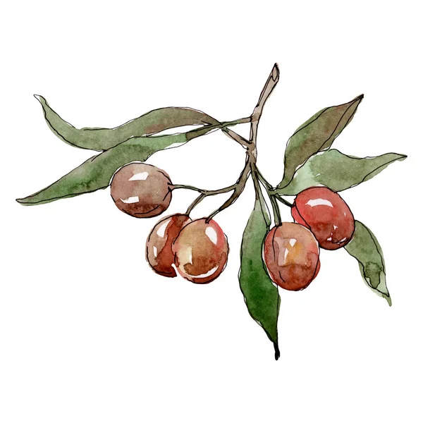 Branche d'olivier aux fruits noirs et verts. Ensemble d'illustration de fond aquarelle. Elément d'illustration olives isolées . — Photo de stock
