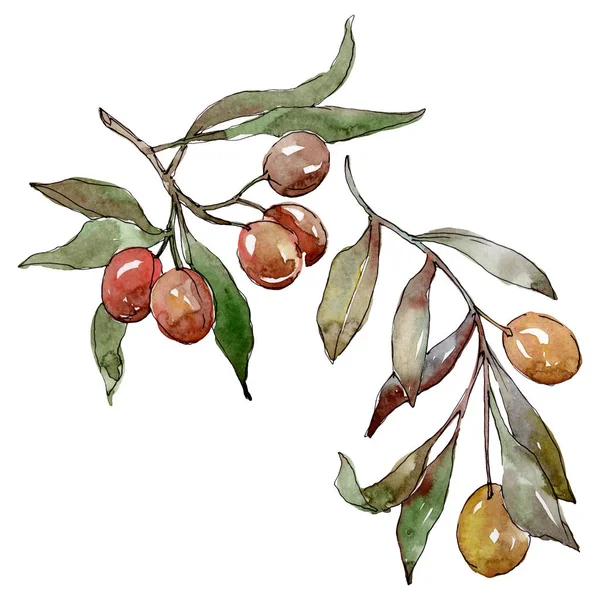 Olive branch with black and green fruit. Watercolor background illustration set. Isolated olives illustration element. — Stock Photo