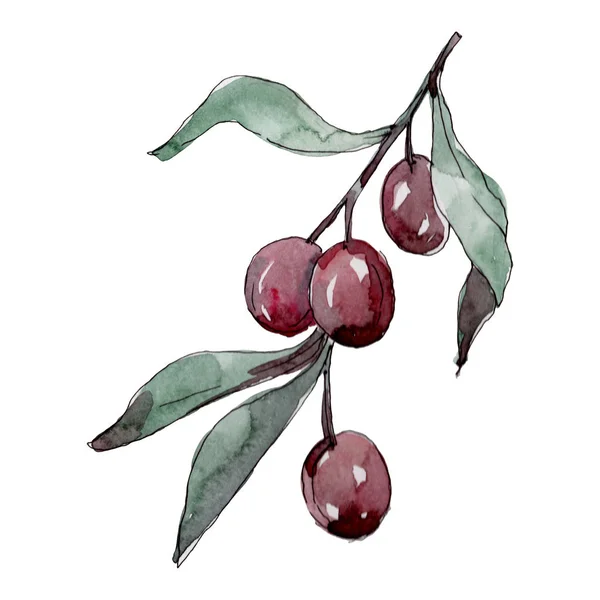 Branche d'olivier aux fruits noirs et verts. Ensemble d'illustration de fond aquarelle. Elément d'illustration olives isolées . — Photo de stock