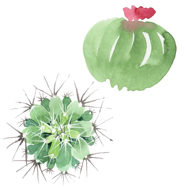 Green cactus floral botanical flowers. Watercolor background illustration set. Isolated cacti illustration element. — Stock Photo