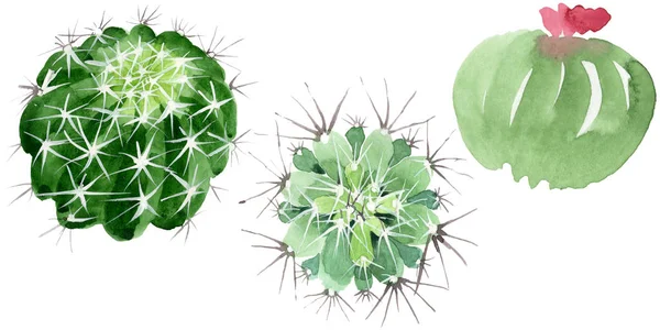 Grüne Kakteen mit botanischen Blüten. Aquarell Hintergrundillustration Set. isolierte Kakteen Illustrationselement. — Stockfoto