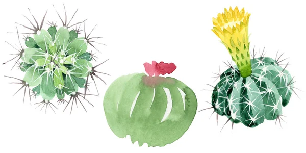 Green cactus floral botanical flowers. Watercolor background illustration set. Isolated cacti illustration element. — Stock Photo