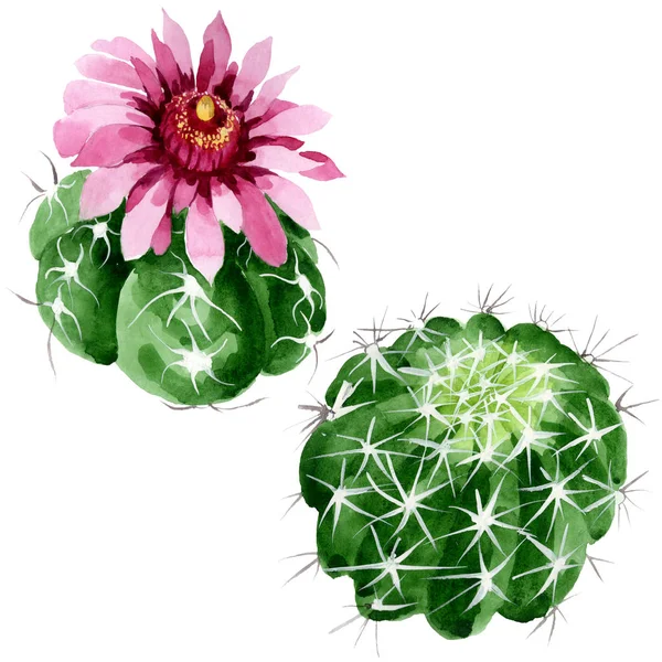 Cacto verde flores botânicas florais. Conjunto de ilustração de fundo aquarela. Elemento de ilustração de cactos isolados . — Fotografia de Stock