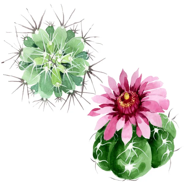 Fleurs botaniques florales de cactus vert. Ensemble d'illustration de fond aquarelle. Élément d'illustration de cactus isolés . — Photo de stock