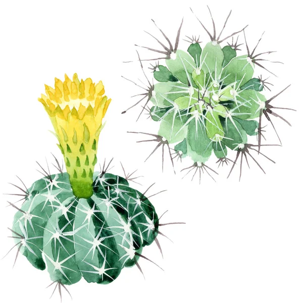 Grüne Kakteen mit botanischen Blüten. Aquarell Hintergrundillustration Set. isolierte Kakteen Illustrationselement. — Stockfoto