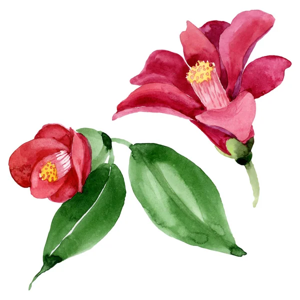 Rote Kamelie blühende botanische Blume. Aquarell Hintergrundillustration Set. isolierte Kamelie Illustrationselement. — Stockfoto