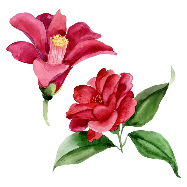 Rote Kamelie blühende botanische Blume. Aquarell Hintergrundillustration Set. isolierte Kamelie Illustrationselement. — Stockfoto