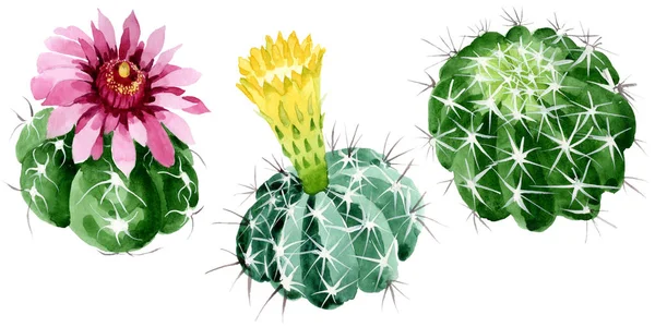 Cacto verde flores botânicas florais. Conjunto de ilustração de fundo aquarela. Elemento de ilustração de cactos isolados . — Fotografia de Stock