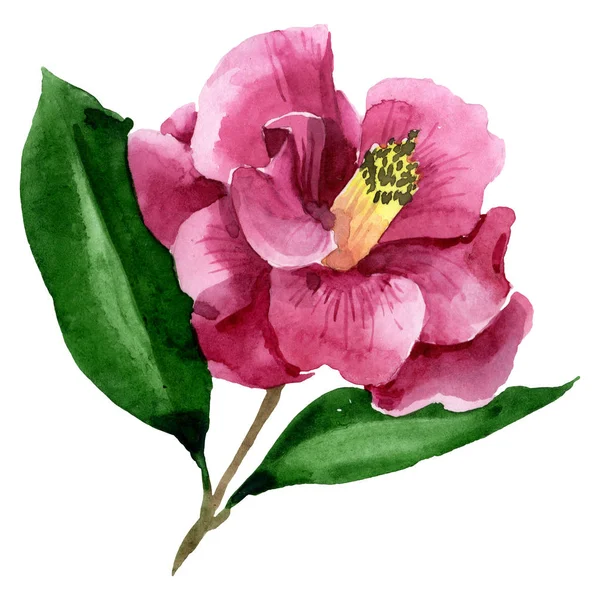 Rote Kamelie blühende botanische Blume. Aquarell Hintergrundillustration Set. isolierte Kamelie Illustrationselement. — Stockfoto