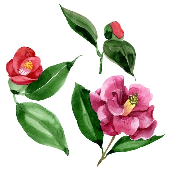 Rote Kamelie blühende botanische Blume. Aquarell Hintergrundillustration Set. isolierte Kamelie Illustrationselement. — Stockfoto