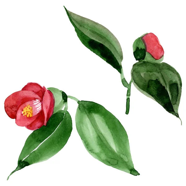 Camélia vermelha flor botânica floral. Conjunto de ilustração de fundo aquarela. Isolado elemento ilustração camélia . — Fotografia de Stock