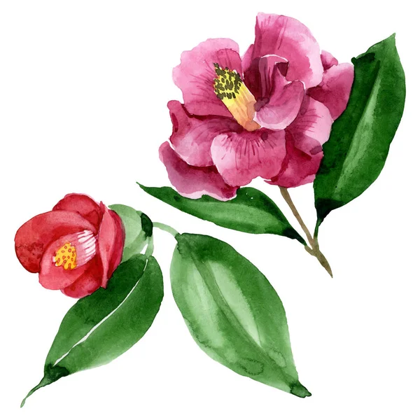 Rote Kamelie blühende botanische Blume. Aquarell Hintergrundillustration Set. isolierte Kamelie Illustrationselement. — Stockfoto