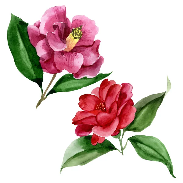 Rote Kamelie blühende botanische Blume. Aquarell Hintergrundillustration Set. isolierte Kamelie Illustrationselement. — Stockfoto