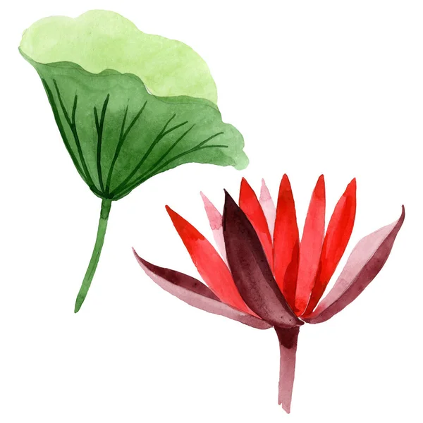 Red lotus floral botanical flower. Watercolor background illustration set. Isolated lotus illustration element. — Stock Photo