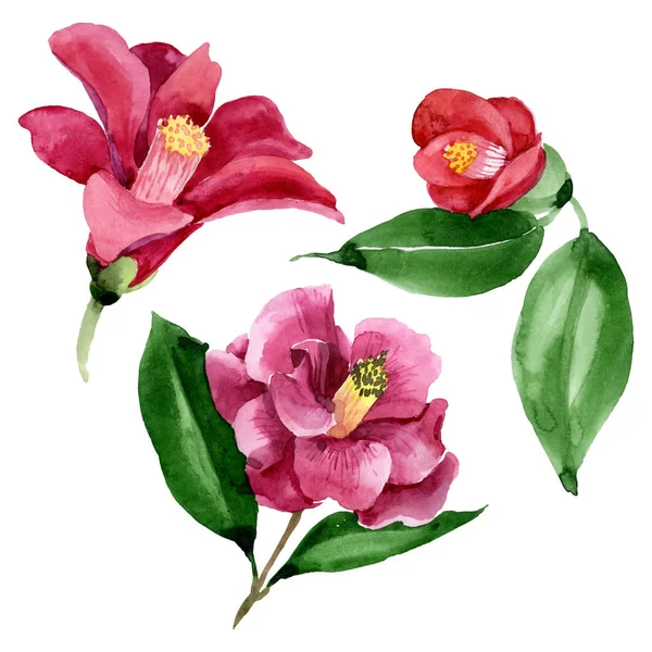 Rote Kamelie blühende botanische Blume. Aquarell Hintergrundillustration Set. isolierte Kamelie Illustrationselement. — Stockfoto