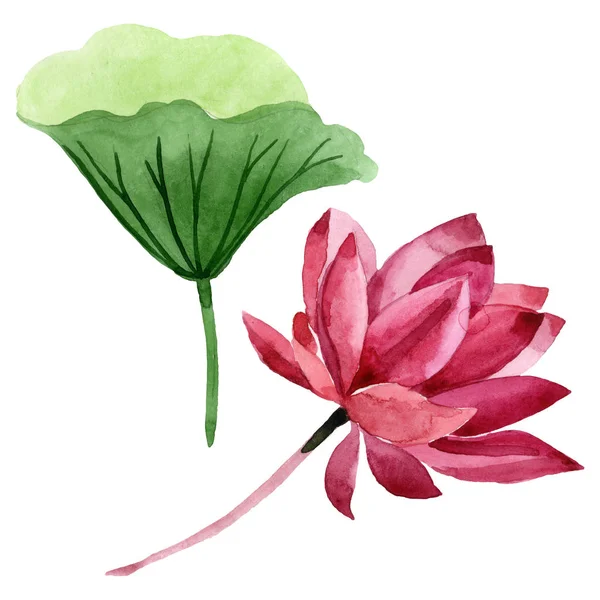 Red lotus floral botanical flower. Watercolor background illustration set. Isolated lotus illustration element. — Stock Photo