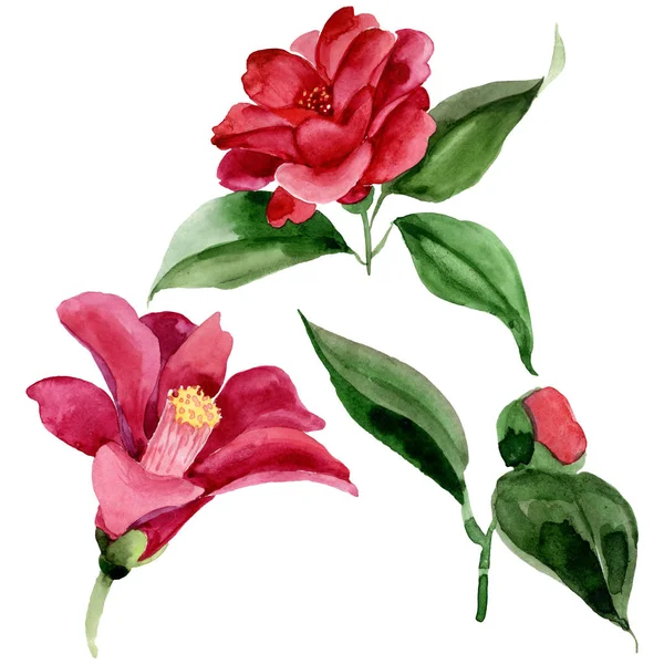 Rote Kamelie blühende botanische Blume. Aquarell Hintergrundillustration Set. isolierte Kamelie Illustrationselement. — Stockfoto