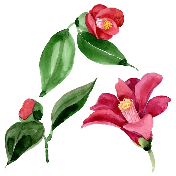 Rote Kamelie blühende botanische Blume. Aquarell Hintergrundillustration Set. isolierte Kamelie Illustrationselement. — Stockfoto