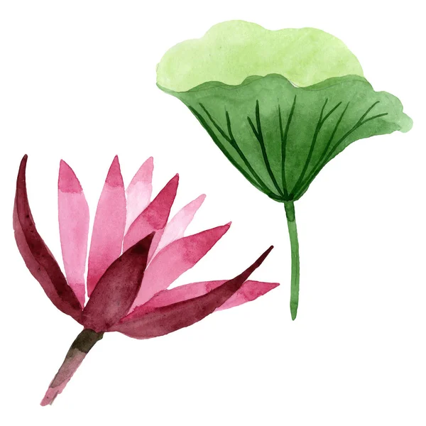 Red lotus floral botanical flower. Watercolor background illustration set. Isolated lotus illustration element. — Stock Photo