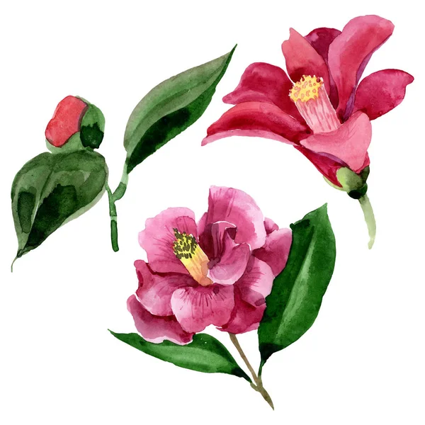 Rote Kamelie blühende botanische Blume. Aquarell Hintergrundillustration Set. isolierte Kamelie Illustrationselement. — Stockfoto