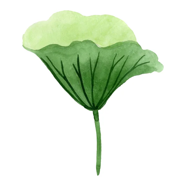 Lotus green leaf floral botanical flower. Watercolor background illustration set. Isolated lotus illustration element. — Stock Photo