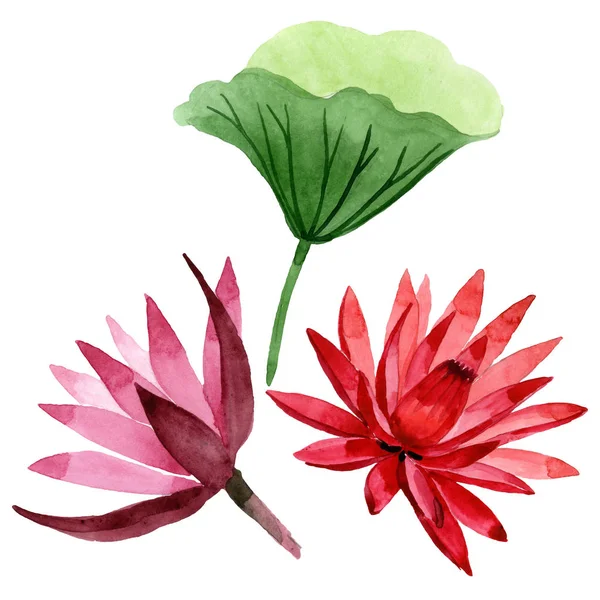 Червоний лотос квіткова ботанічна квітка. Набір ілюстрацій для акварельного фону. Ізольований елемент ілюстрації лотоса . — стокове фото