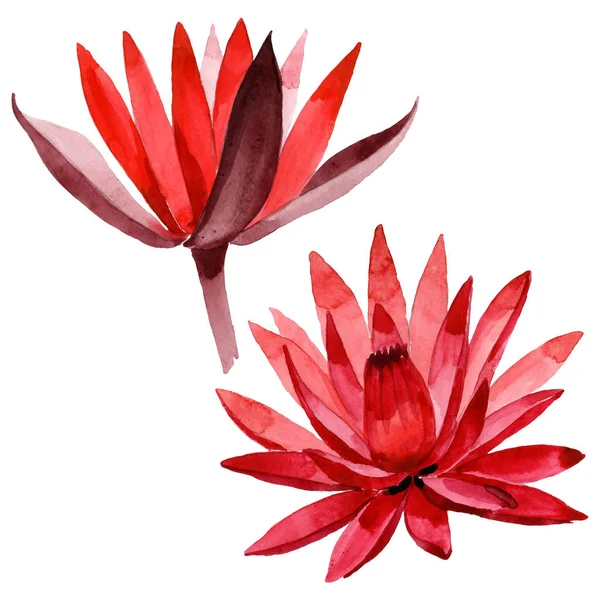 Красный цветочный ботанический цветок лотоса. Набор акварельных фонов. Изолированный элемент иллюстрации лотоса . — стоковое фото