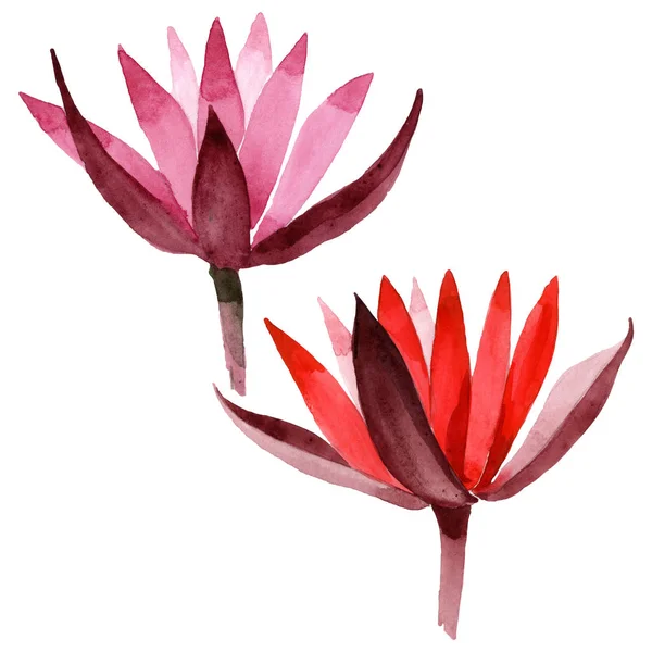 Lotus rouge fleur botanique florale. Ensemble d'illustration de fond aquarelle. Élément d'illustration de lotus isolé . — Photo de stock