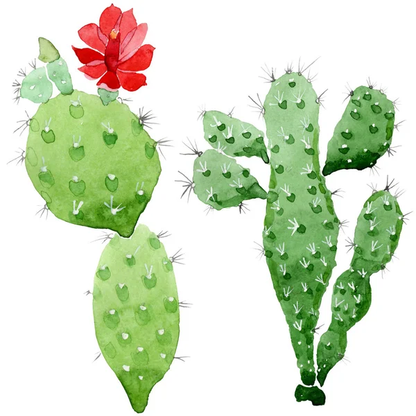 Flores botánicas florales de cactus verde. Conjunto de ilustración de fondo acuarela. Elemento aislado de ilustración de cactus . - foto de stock