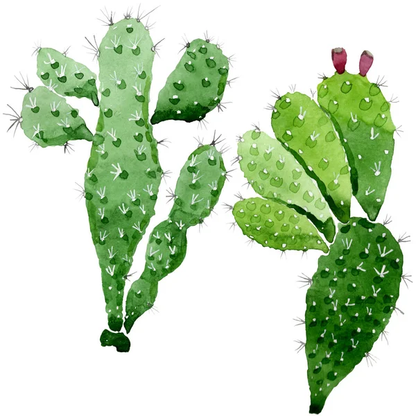 Flores botánicas florales de cactus verde. Conjunto de ilustración de fondo acuarela. Elemento aislado de ilustración de cactus . - foto de stock