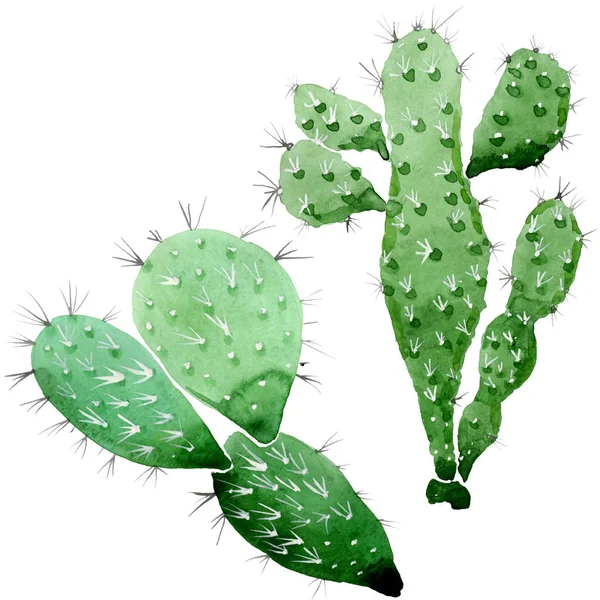 Flores botánicas florales de cactus verde. Conjunto de ilustración de fondo acuarela. Elemento aislado de ilustración de cactus . — Stock Photo