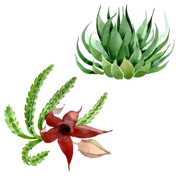 Green cactus floral botanical flower. Watercolor background illustration set. Isolated cacti illustration element. — Stock Photo