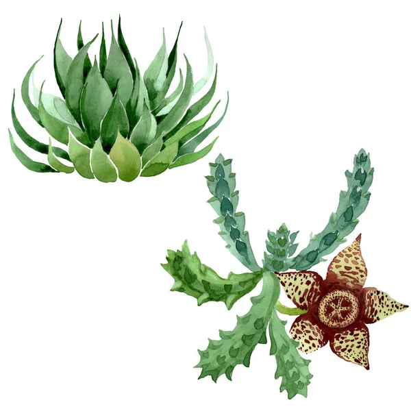 Fleurs botaniques florales de cactus vert. Ensemble d'illustration de fond aquarelle. Élément d'illustration de cactus isolés . — Photo de stock