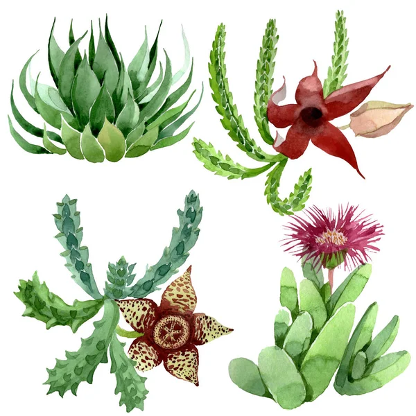 Flor botánica floral de cactus verde. Conjunto de ilustración de fondo acuarela. Elemento aislado de ilustración de cactus . - foto de stock