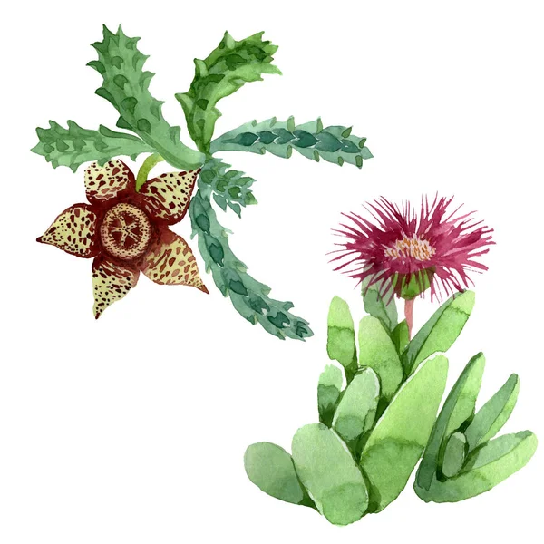 Green cactus floral botanical flower. Watercolor background illustration set. Isolated cacti illustration element. — Stock Photo