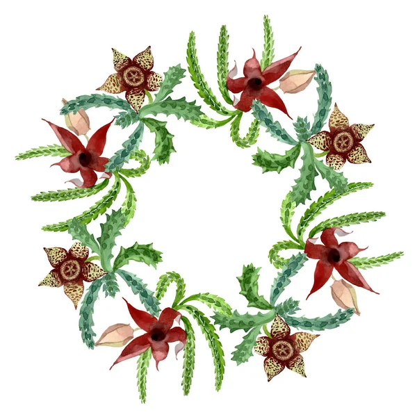 Flor botânica floral cacto verde. Conjunto de ilustração de fundo aquarela. Quadro borda ornamento quadrado . — Fotografia de Stock