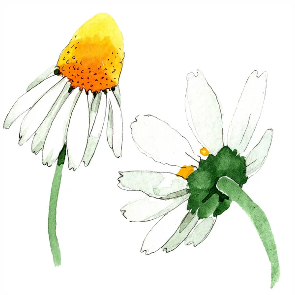 Camomille fleur botanique florale. Feuille sauvage de printemps fleur sauvage isolée. Ensemble d'illustration de fond aquarelle. Aquarelle dessin mode aquarelle isolé. Élément d'illustration de camomille isolée . — Photo de stock