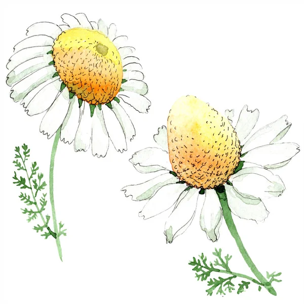 Camomille fleur botanique florale. Feuille sauvage de printemps fleur sauvage isolée. Ensemble d'illustration de fond aquarelle. Aquarelle dessin mode aquarelle isolé. Élément d'illustration de camomille isolée . — Photo de stock