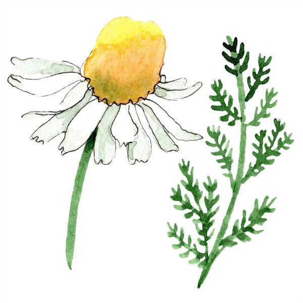 Chamomile floral botanical flower. Wild spring leaf wildflower isolated. Watercolor background illustration set. Watercolour drawing fashion aquarelle isolated. Isolated chamomile illustration element. — Stock Photo
