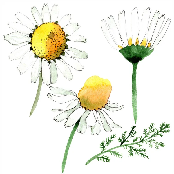 Kamille blühende botanische Blume. wildes Frühlingsblatt Wildblume isoliert. Aquarell Hintergrundillustration Set. Aquarellzeichnung Modeaquarell isoliert. Isolierte Kamille als Illustrationselement. — Stockfoto