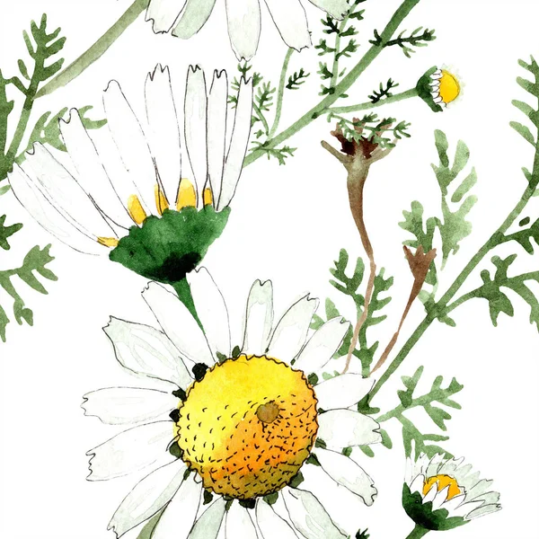 Kamille blühende botanische Blume. wildes Frühlingsblatt isoliert. Aquarell-Illustrationsset vorhanden. Aquarell zeichnen Mode-Aquarell. nahtlose Hintergrundmuster. Stoff Tapete drucken Textur. — Stockfoto