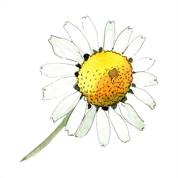 Camomille fleur botanique florale. Feuille sauvage de printemps fleur sauvage isolée. Ensemble d'illustration de fond aquarelle. Aquarelle dessin mode aquarelle isolé. Élément d'illustration de camomille isolée . — Photo de stock