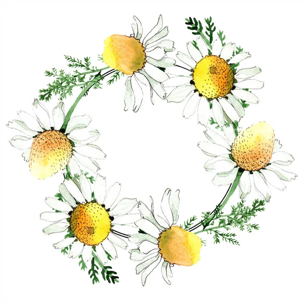 Camomilla fiore botanico floreale. Fiore selvatico primaverile isolato. Acquerello sfondo illustrazione set. Acquerello disegno moda acquerello isolato. Quadrato ornamento bordo cornice . — Foto stock