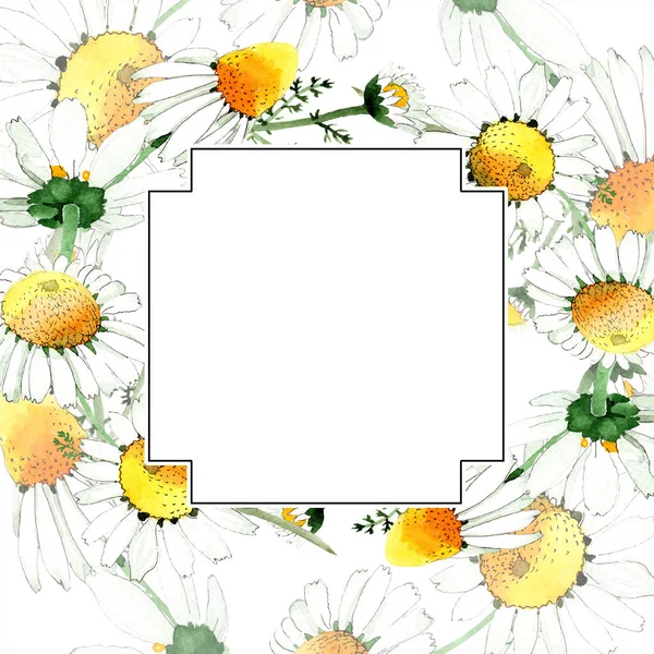 Flor botánica floral de manzanilla. Flor silvestre de hoja de primavera aislada. Conjunto de ilustración de fondo acuarela. Acuarela dibujo moda acuarela aislado. Marco borde ornamento cuadrado . - foto de stock